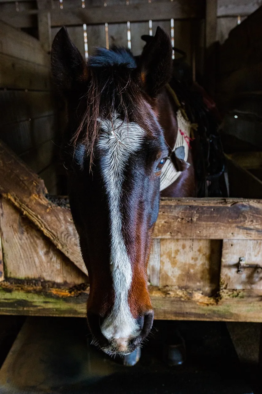 Clementine Ranch Animal Sanctuary