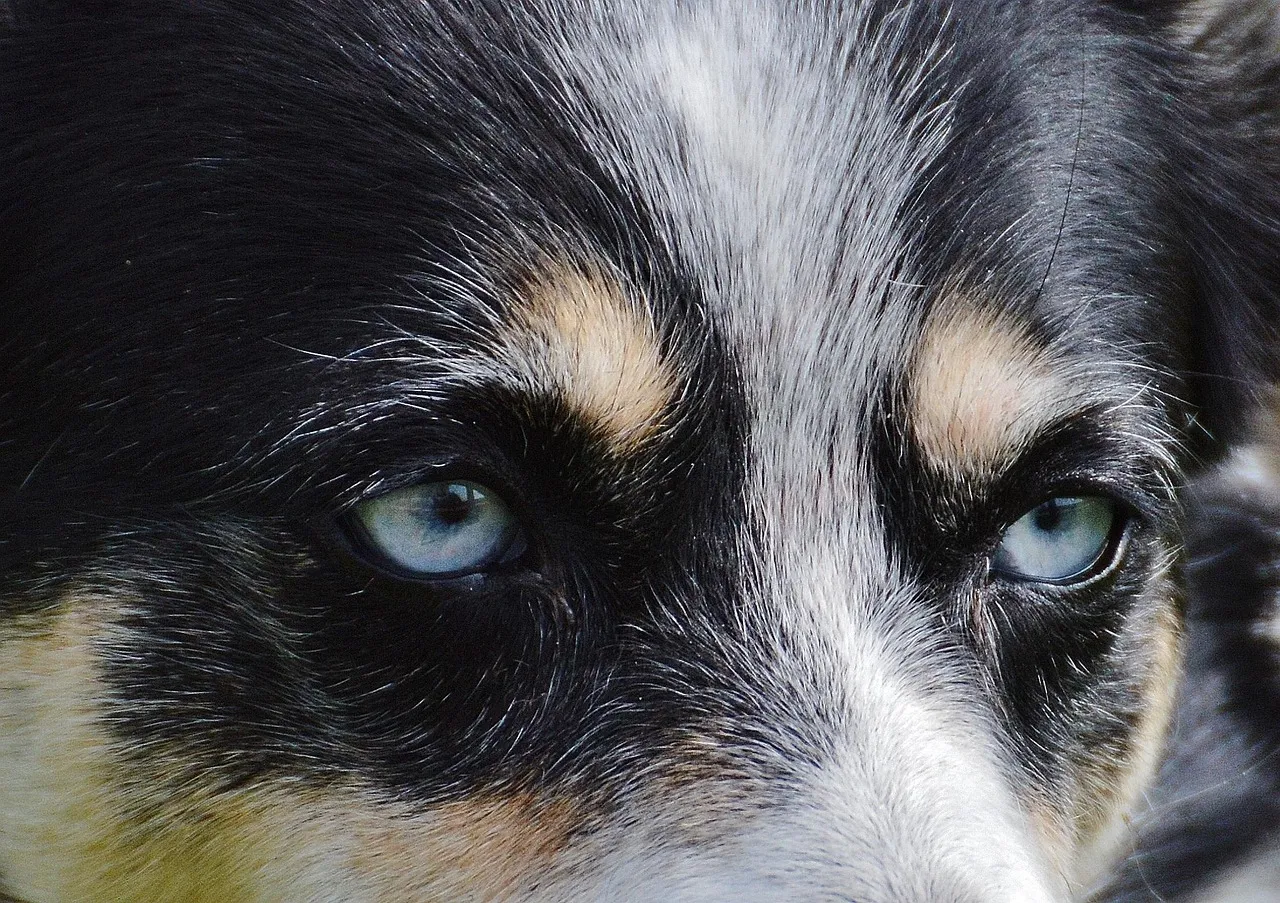 Clementine Ranch Animal Sanctuary