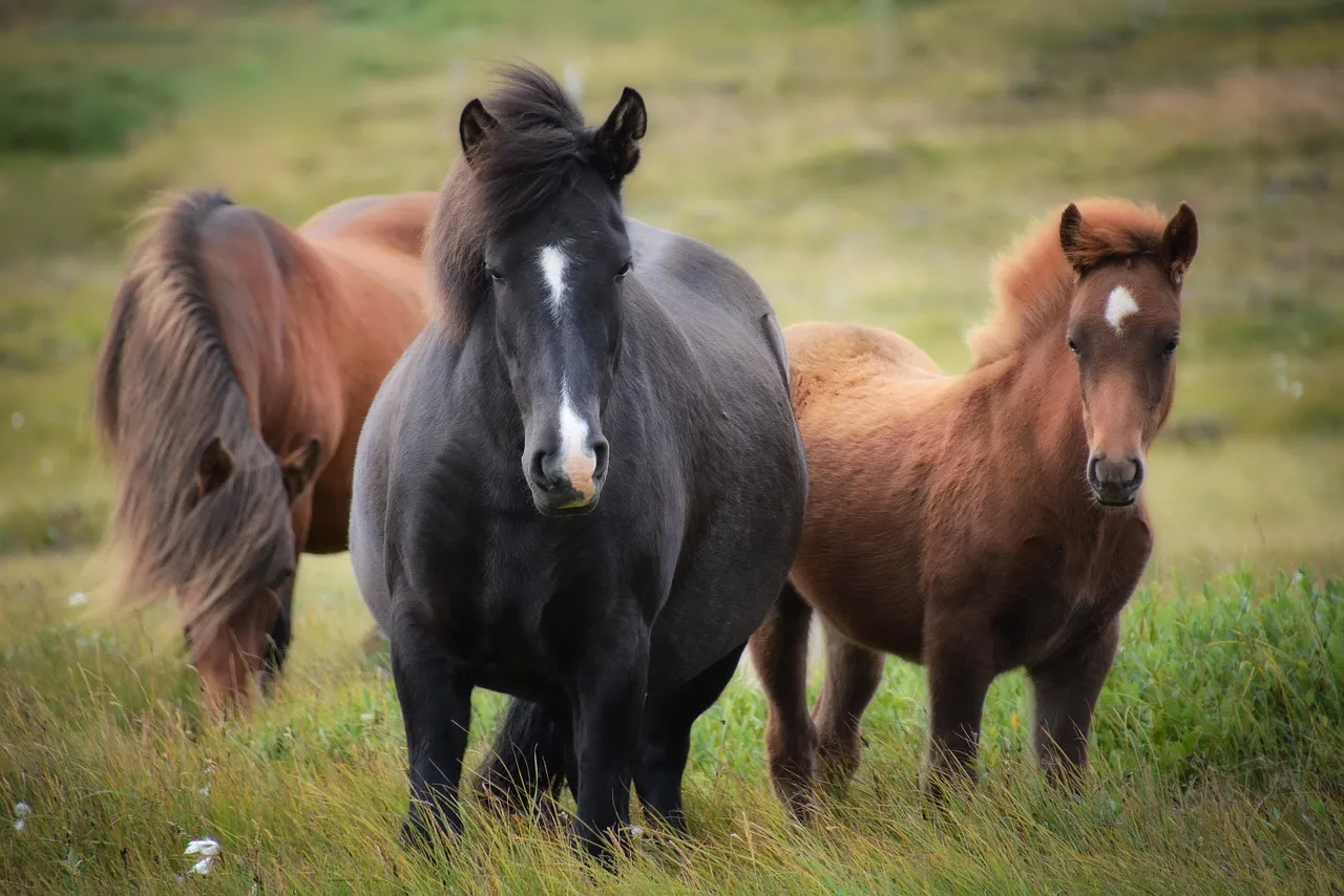 horses and depression