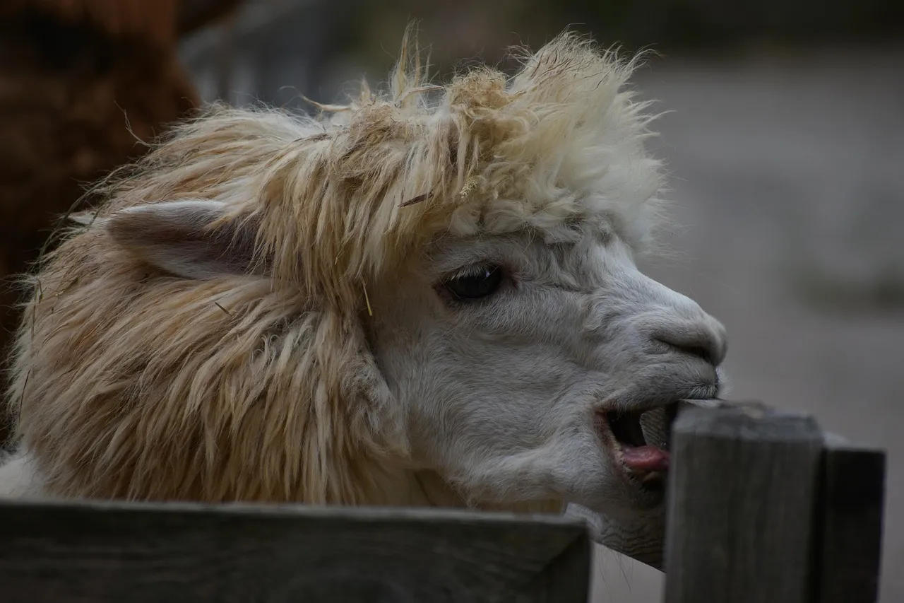 Clementine Ranch Animal Sanctuary