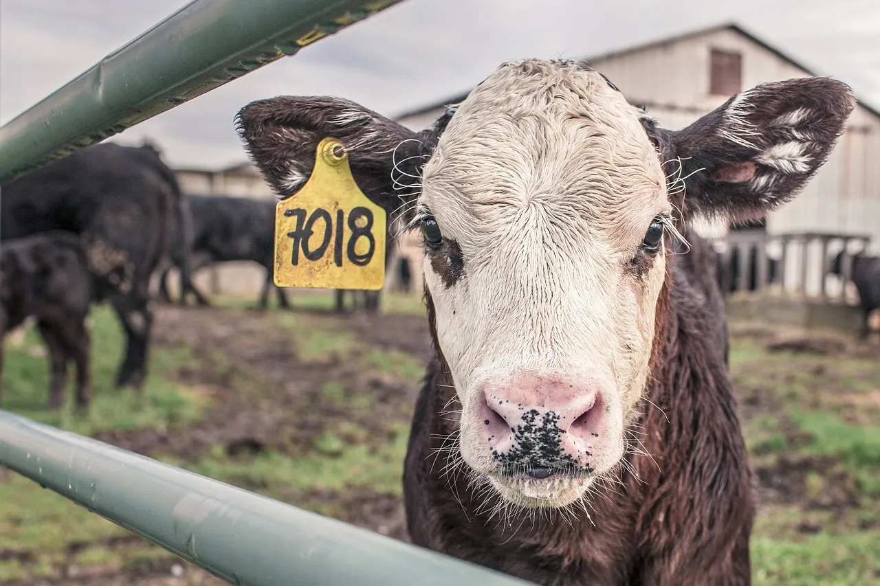 Clementine Ranch Animal Sanctuary