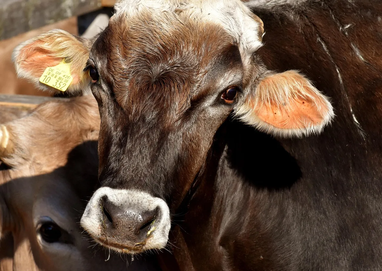 Clementine Ranch Animal Sanctuary