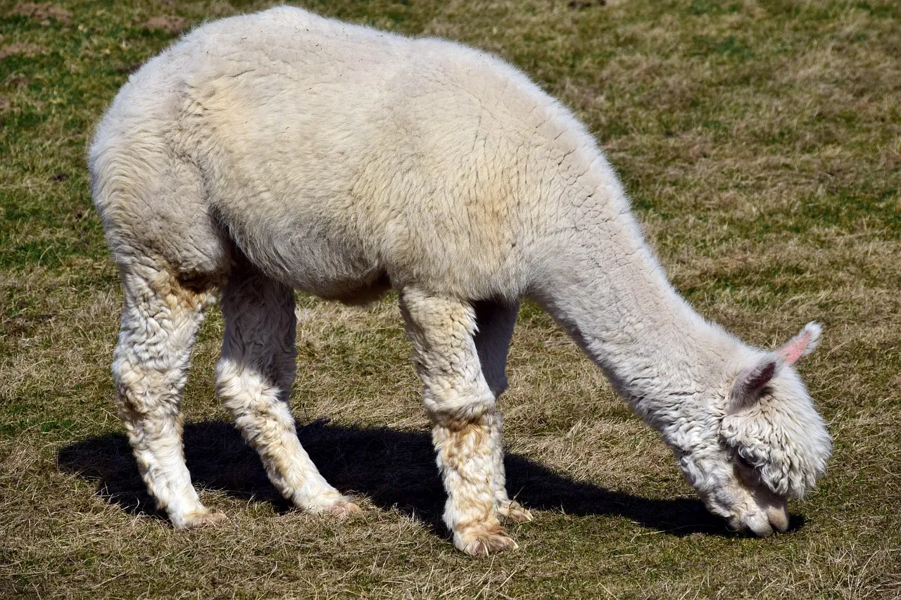 Alpacas at Bergstrom Farms