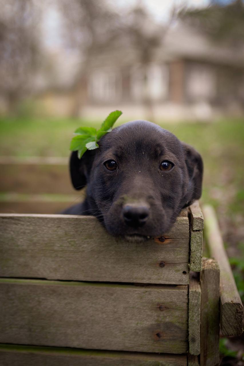 Humane Society of Utah